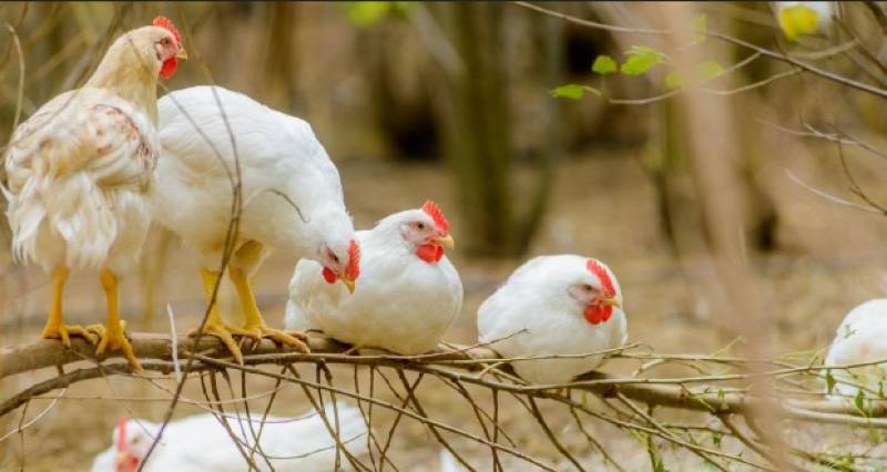 ژاپنی‌ها با هوش مصنوعی، حرف های مرغ ها را ترجمه می‌کنند